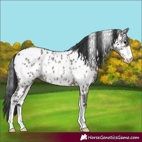 Horse Color:White Spotted Grullo Sabino Near Leopard Rabicano