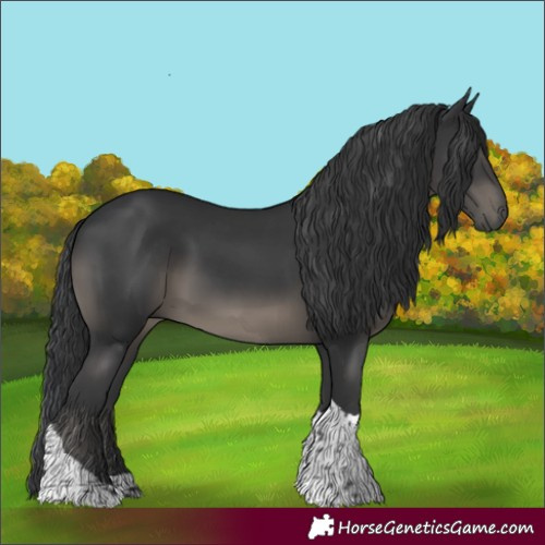 Horse Color:Black Tobiano