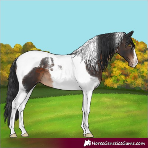 Horse Color:Brown Tobiano Varnish