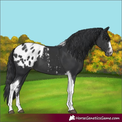 Horse Color:Black Tobiano Blanket 