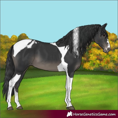Horse Color:Black Tobiano Blanket 