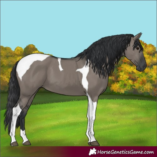 Horse Color:Grullo Tobiano