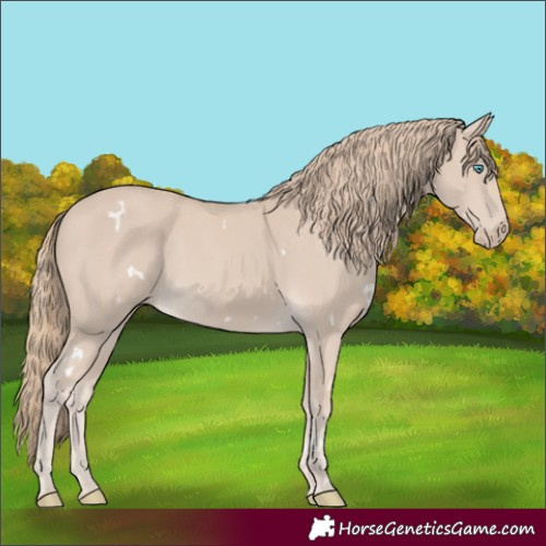 Horse Color:White Spotted Smoky Creme Rabicano