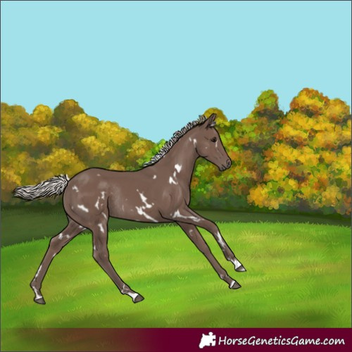 Horse Color:White Spotted Silver Black Rabicano