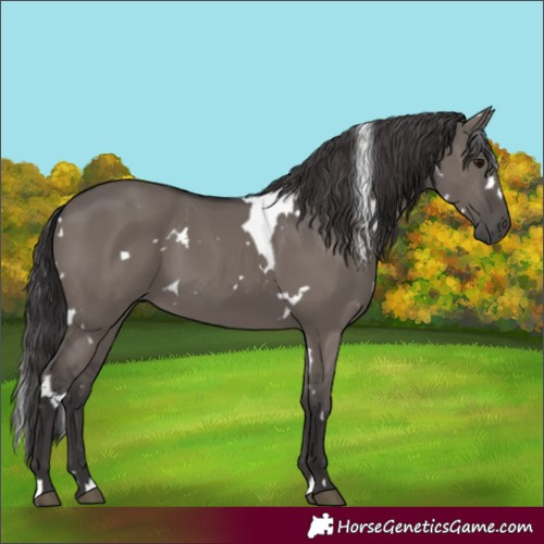 Horse Color:White Spotted Smoky Grullo