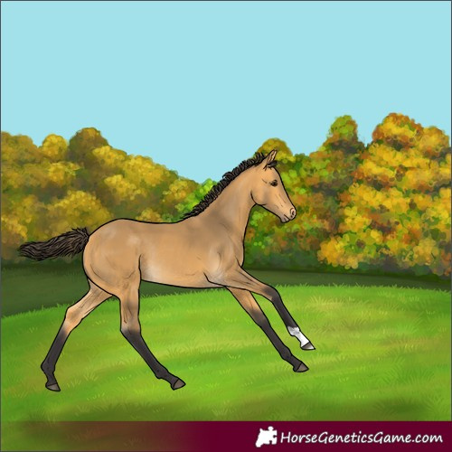 Horse Color:Buckskin Rabicano