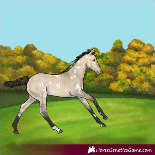Horse Color:White Spotted Buckskin Dun 