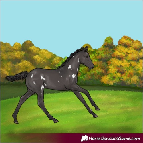 Horse Color:White Spotted Smoky Black Rabicano