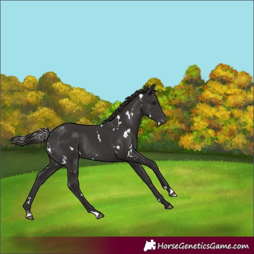 Horse Color:White Spotted Smoky Black Varnish Rabicano