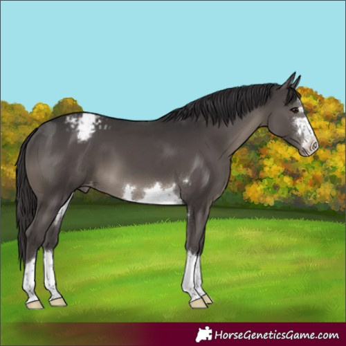 Horse Color:Smoky Black Varnish 