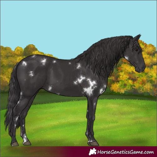 Horse Color:White Spotted Smoky Black Rabicano