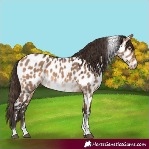 Horse Color:Bay Dun Tobiano Near Leopard 