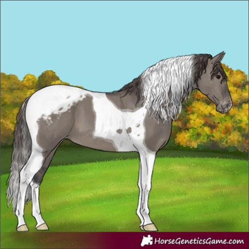 Horse Color:Grullo Tobiano Blanket