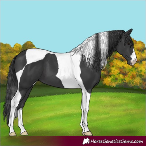 Horse Color:Black Tobiano
