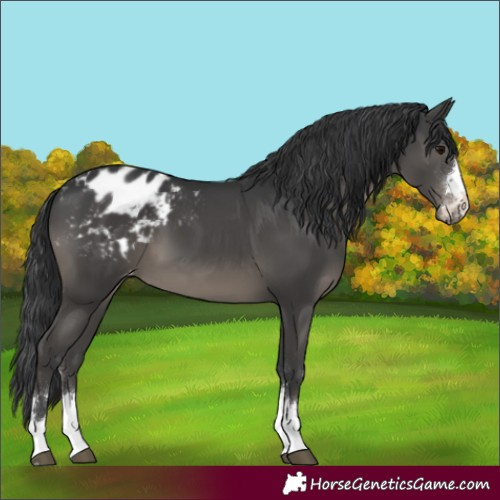 Horse Color:Black Blanket