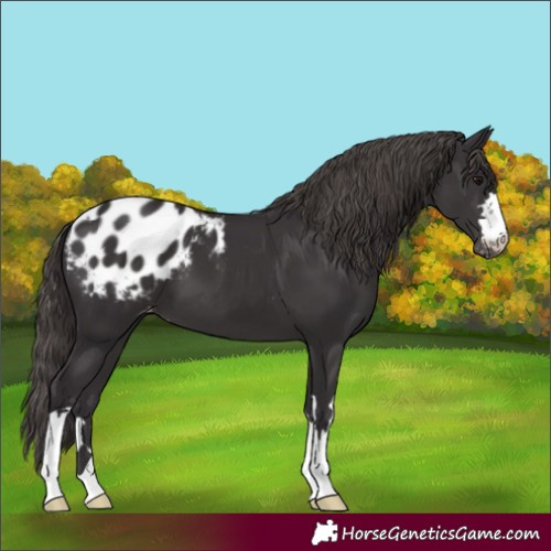 Horse Color:Smoky Black Blanket