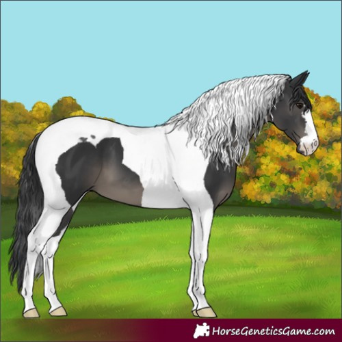 Horse Color:Black Tobiano 