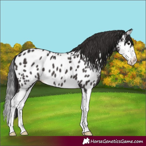 Horse Color:Smoky Black Splash Near Leopard 