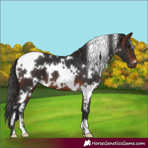 Horse Color:White Spotted Brown 