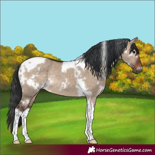 Horse Color:White Spotted Brown Dun Tobiano Rabicano