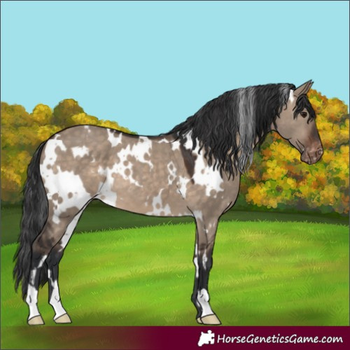 Horse Color:White Spotted Brown Dun Varnish 