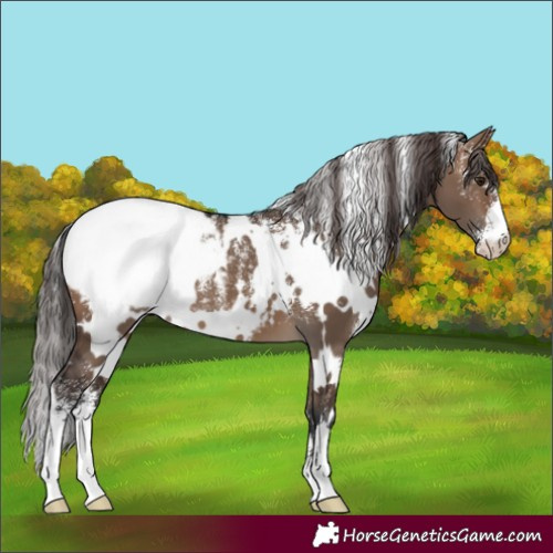 Horse Color:Powder White White Spotted Brown Dun Snowcap