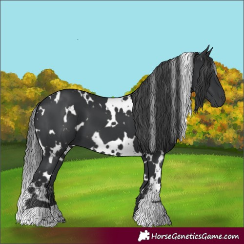 Horse Color:White Spotted Black