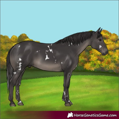 Horse Color:White Spotted Smoky Black