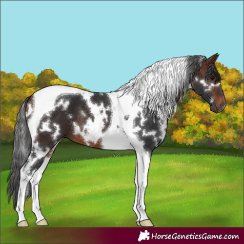 Horse Color:White Spotted Brown Tobiano 