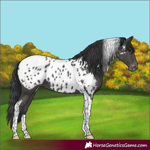 Horse Color:Black Tobiano Near Leopard