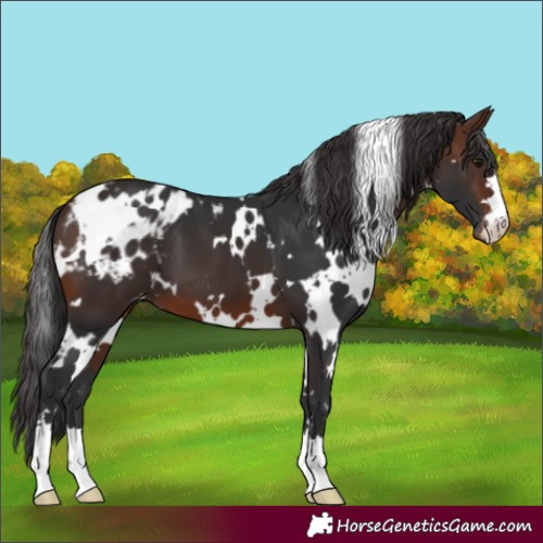 Horse Color:White Spotted Brown Blanket 