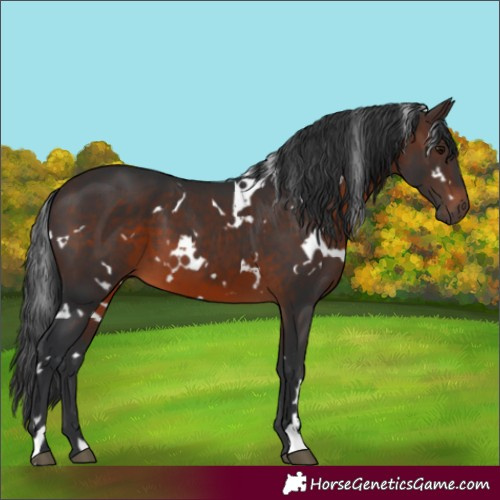 Horse Color:White Spotted Brown