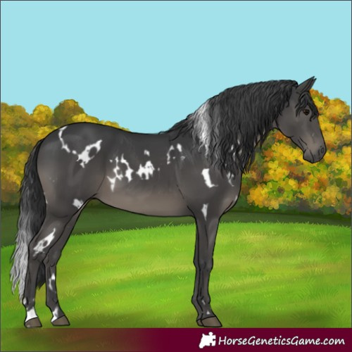 Horse Color:White Spotted Black 