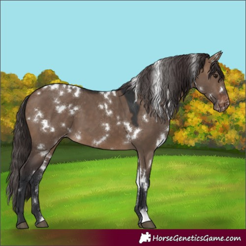 Horse Color:White Spotted Brown Dun Varnish