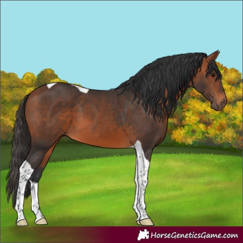 Horse Color:Bay Tobiano