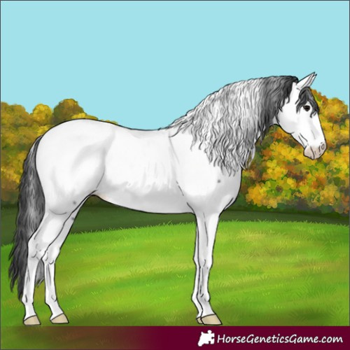 Horse Color:Powder White Black Tobiano Fewspot 