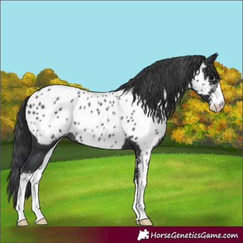 Horse Color:Black Sabino Near Leopard Rabicano