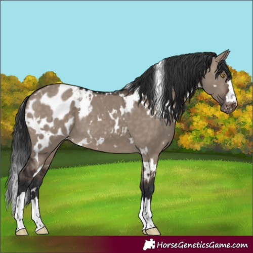 Horse Color:White Spotted Brown Dun Blanket