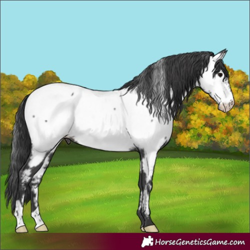 Horse Color:Black Near Fewspot 