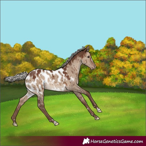 Horse Color:Silver Grullo Blanket Brindle