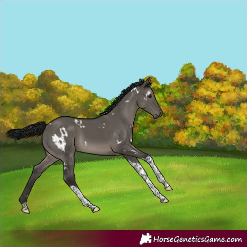 Horse Color:Gray White Spotted Grullo Tobiano Rabicano