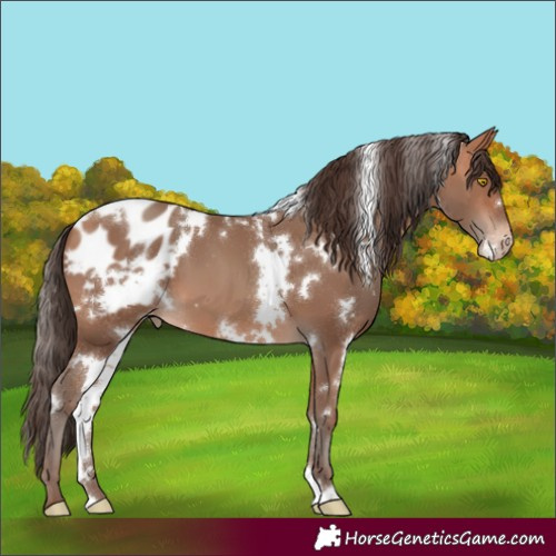 Horse Color:White Spotted Amber Champagne Blanket