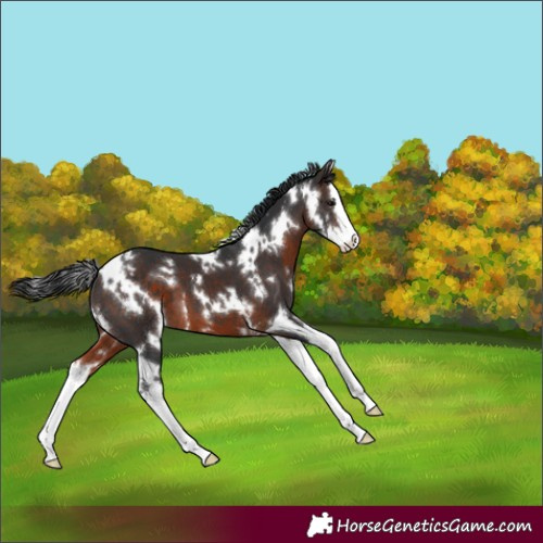 Horse Color:White Spotted Brown Splash Varnish