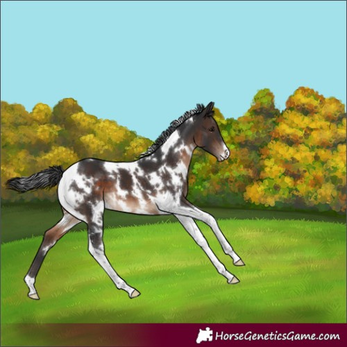 Horse Color:White Spotted Brown Tobiano Varnish