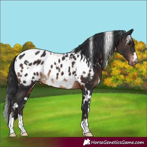 Horse Color:White Spotted Brown Blanket