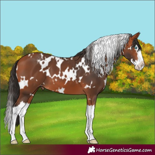 Horse Color:White Spotted Bay Splash Varnish