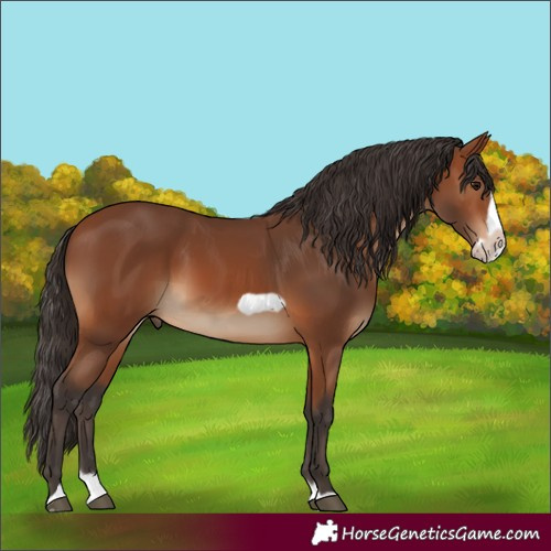Horse Color:Bay Splash Frame