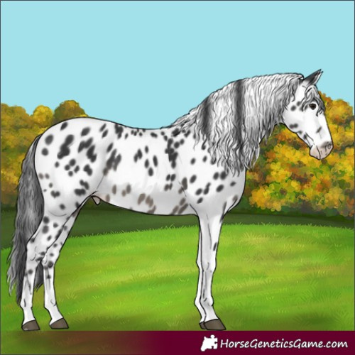 Horse Color:Black Tobiano Leopard 