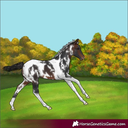 Horse Color:White Spotted Brown Tobiano Varnish