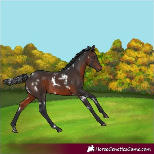 Horse Color:White Spotted Brown Mushroom